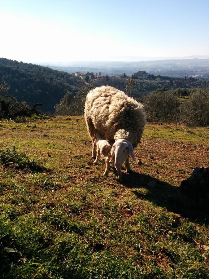 La Dispensa-Bio Agriturismo Bed and Breakfast Lamporecchio Εξωτερικό φωτογραφία